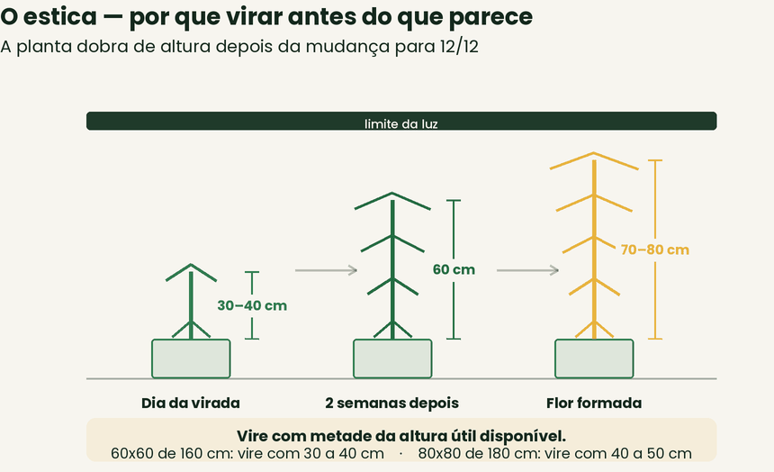 O estica após a virada para floração