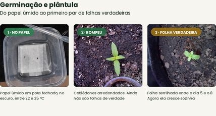 Germinação