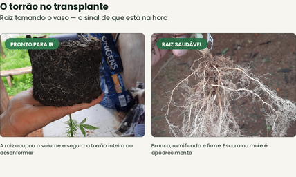 Sistema radicular