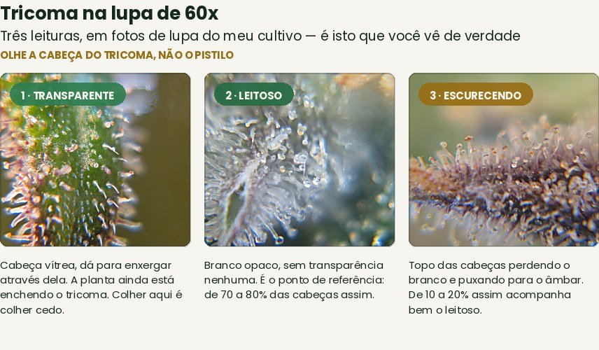 Prancha do curso: três leituras de tricoma na lupa de 60x — transparente, leitoso e escurecendo